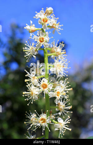 Fioritura Cherry Laurel (Prunus laurocerasus), Foto Stock