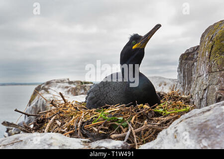 Shag [ Phalacrocorax aristotelis ] sul nido, farne Islands, Northumberland, Regno Unito Foto Stock