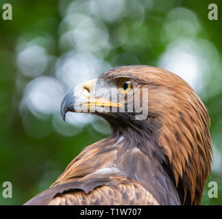 "Orla' Captive Golden Eagle [ Aquila chrysaetos ] a Loch Lomond rapace centro, Balloch, Scozia Foto Stock