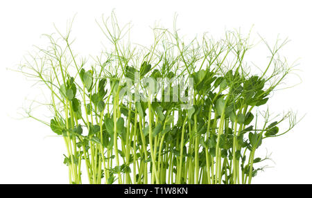 Microgreens fresco di piselli isolati su sfondo bianco. Foto Stock