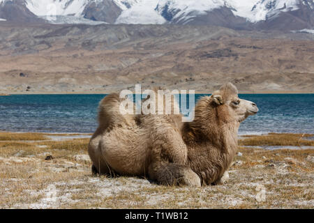 Cammello seduto di fronte al Lago Karakul e Pamir Mountains (Karakoram Highway, provincia dello Xinjiang, Cina) Foto Stock