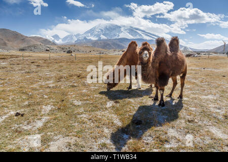 Due cammelli che pascolano nella parte anteriore del monte Muztagh Ata (Karakoram Highway, Xinjiang, Cina) Foto Stock