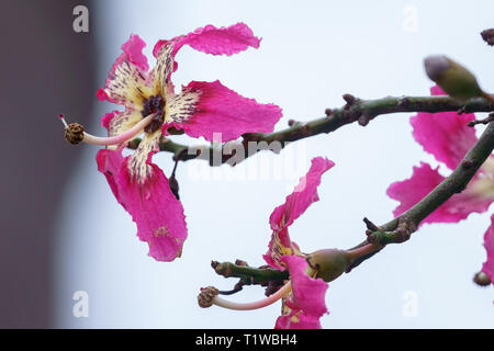 Il filo interdentale in seta albero o Chorisia speciosa fioritura con vecchie mura come sfondo Foto Stock