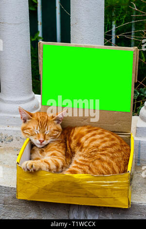 Lo zenzero immagine cat seduto nella casella sulla strada. Foto Stock