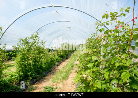 Lampone canne crescente in un tunnel di poly a Wiveton Hall azienda frutticola in North Norfolk, Inghilterra. Foto Stock