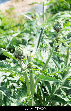 Piante di carciofo che cresce in un campo a Wiveton Hall azienda frutticola in North Norfolk, Inghilterra. Foto Stock