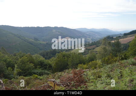 Galiziano grandi boschi di pini ed eucalipti nelle montagne vicino a Navia De Suarna. Natura, architettura, storia, street photography. Agosto 2 Foto Stock