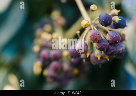 Ordinaria ivy Hedera helix in fiore, lo scalatore di sé con fogliame sempreverde e fioritura clous background-up gemme Foto Stock
