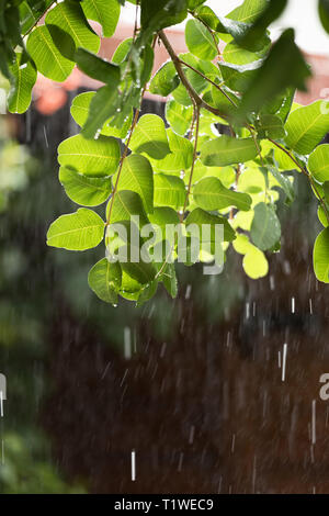 Heavy Rain su albero verde retroilluminato con sun. Foto Stock