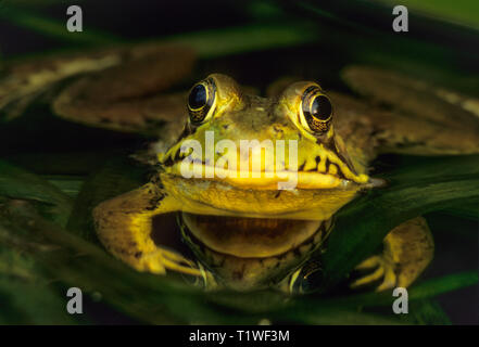 Rana Verde (Rana clamitans) tra ninfee in stagno. Foto Stock