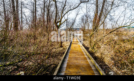 Sentiero escursionistico dalla barra di pioppo a due bit Bar in Glen Valley Regional Park vicino a Fort Langley, British Columbia, Canada su di una bella giornata invernale Foto Stock