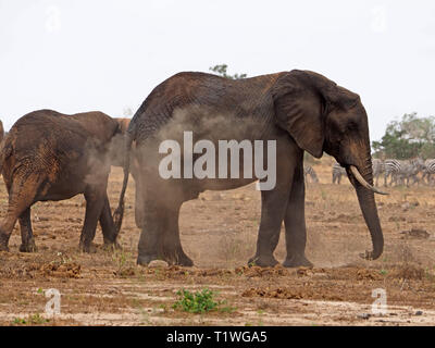 Due terreni fangosi l'elefante africano (Loxodonta africana) spolvero in basso dopo il bagno & bere a waterhole a Satao camp, Tsavo Est NP, Kenya Africa Foto Stock