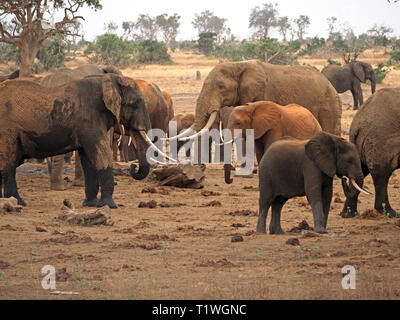 L'elefante africano (Loxodonta africana) di tutte le età e dimensioni si riuniscono per bagnarsi & drink presso un permanente waterhole a Satao camp, Tsavo Est NP, Kenya Africa Foto Stock