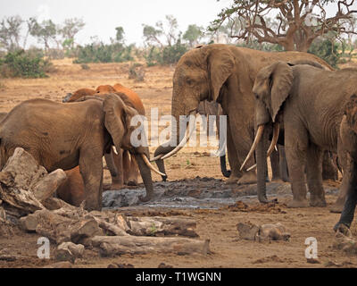 L'elefante africano (Loxodonta africana) di tutte le età e dimensioni si riuniscono per bagnarsi & drink presso un permanente waterhole a Satao camp, Tsavo Est NP, Kenya Africa Foto Stock