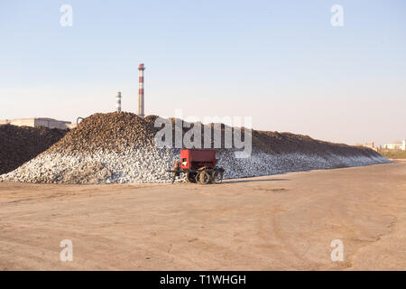 Il tema dell'agricoltura e la produzione alimentare. Magazzino di barbabietole da zucchero presso lo stabilimento di una grande pila al di fuori dei locali di una giornata di sole contro il cielo. Foto Stock