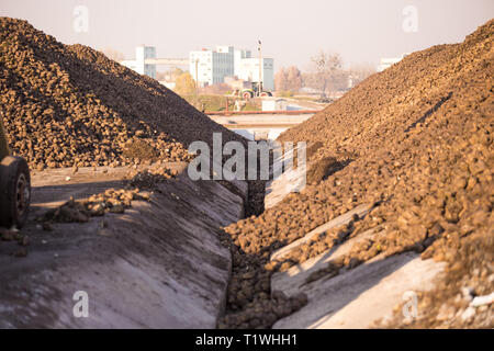 Il tema dell'agricoltura e la produzione alimentare. Magazzino di barbabietole da zucchero presso lo stabilimento di una grande pila al di fuori dei locali di una giornata di sole contro il cielo. Foto Stock