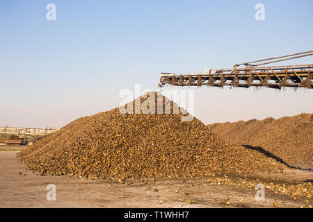 Il tema dell'agricoltura e la produzione alimentare. Magazzino di barbabietole da zucchero presso lo stabilimento di una grande pila al di fuori dei locali di una giornata di sole contro il cielo. Foto Stock