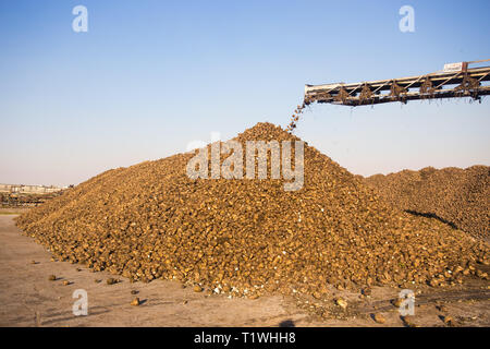 Il tema dell'agricoltura e la produzione alimentare. Magazzino di barbabietole da zucchero presso lo stabilimento di una grande pila al di fuori dei locali di una giornata di sole contro il cielo. Foto Stock