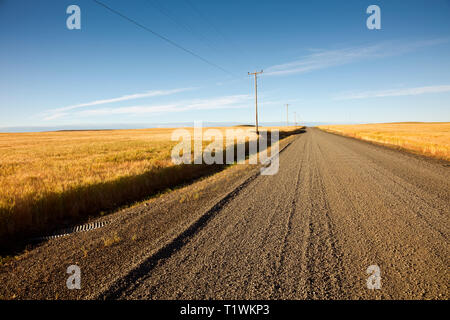 WA16054-00...WASHINGTON - inizio estate campo di grano sulla strada Danekas vicino Ritzville in Adams County. Foto Stock