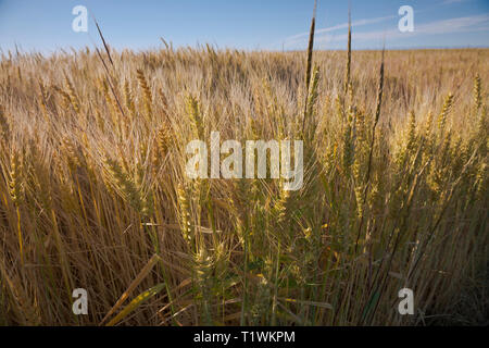 WA16057-00...WASHINGTON - coltivazione di grano in Adams County vicino Ritzville. Foto Stock