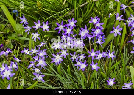 Fiori di gloria della neve, Chionodoxa, in primavera Foto Stock