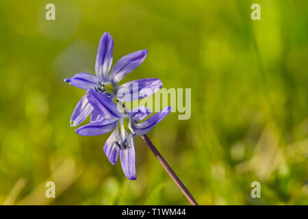 Fiori di gloria della neve, Chionodoxa, in primavera Foto Stock