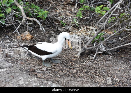 Nazca booby bird Sula granti sul terreno Foto Stock