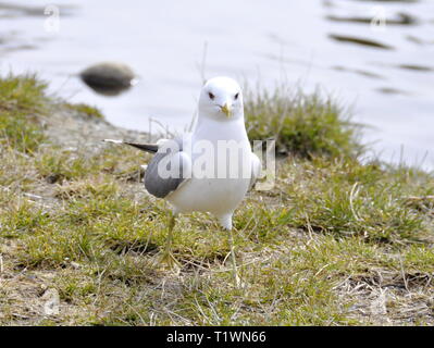 Gabbiano comune Larus canus in piedi da un lago Foto Stock