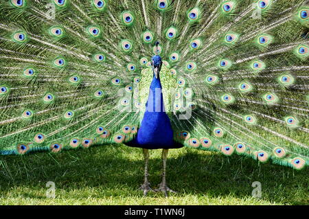 La diffusione del peacock e visualizzare le sue piume Foto Stock