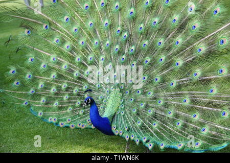 La diffusione del peacock e visualizzare le sue piume Foto Stock
