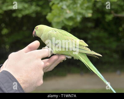 Parrocchetto verde mangiare semi da una mano mans Foto Stock