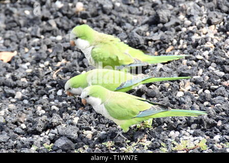 Wild parrocchetti monaco Myiopsitta monachus rovistando sul terreno Foto Stock