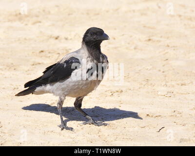 Cornacchia mantellata Corvus cornix su di una spiaggia di sabbia Foto Stock