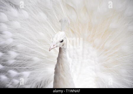 White leucistic peacock diffusione e visualizzare le sue piume Foto Stock