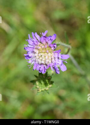 Primo piano sul fiore viola di campo scabious Knautia arvense Foto Stock