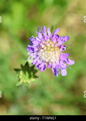 Primo piano sul fiore viola di campo scabious Knautia arvense Foto Stock