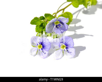 Creeping speedwell fiori Veronica filiformis Foto Stock