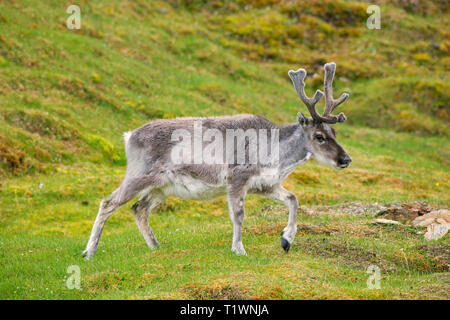 Moulting renne (Rangifer tarandus) maschio con corna coperta in velluto rovistando nella tundra in estate, Svalbard / Spitsbergen, Norvegia Foto Stock