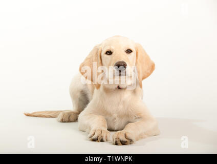 Giovani labrador retriever cane isolato su sfondo bianco in studio Foto Stock