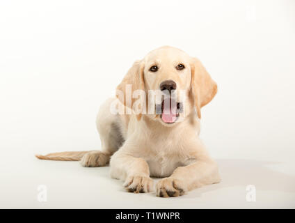 Giovani labrador retriever cane isolato su sfondo bianco in studio Foto Stock