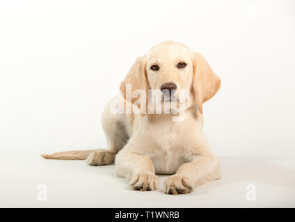 Giovani labrador retriever cane isolato su sfondo bianco in studio Foto Stock