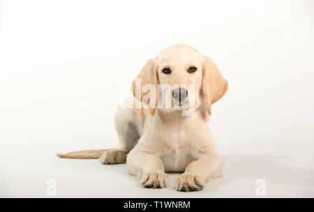 Giovani labrador retriever cane isolato su sfondo bianco in studio Foto Stock