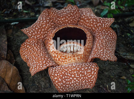 Rosso Rafflesia in fiore, il più grande fiore del mondo, Sarawak, Borneo  Malese. Pianta un parassita con un odore disgustoso Foto stock - Alamy