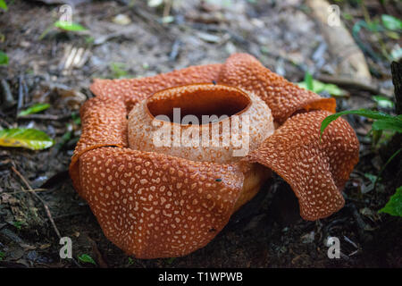 Rosso Rafflesia in fiore, il più grande fiore del mondo, Sarawak, Borneo  Malese. Pianta un parassita con un odore disgustoso Foto stock - Alamy