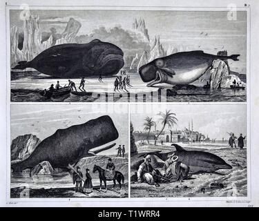 1849 Zoological stampa - la Fauna Selvatica Animali - mammiferi acquatici tra cui le balene e focene Foto Stock