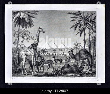 1849 Zoological stampa - la Fauna Selvatica Animali - Mammiferi dell Africa compresi cammelli, Giraffe, Foto Stock