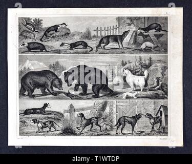 1849 Zoological stampa - la Fauna Selvatica Animali - Mammiferi Foto Stock