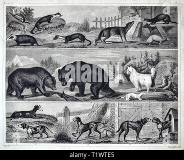 1849 Zoological stampa - la Fauna Selvatica Animali - Mammiferi Foto Stock