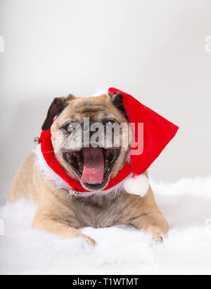 Vecchio pug indossando santa hat e sbadigli Foto Stock