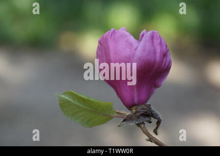 Magnolia 'Felix giuria' Foto Stock